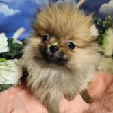 ポメラニアン