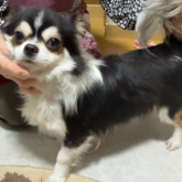 チワワ(ロング)