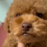 トイプードル