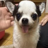 チワワ(スムース)