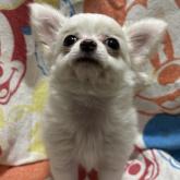 チワワ(ロング)