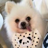 ポメラニアン
