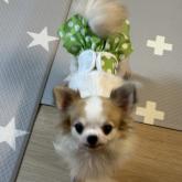 チワワ(ロング)