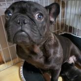 フレンチブルドッグ