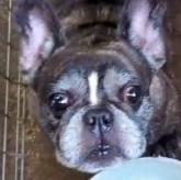 フレンチブルドッグ