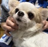 チワワ(ロング)