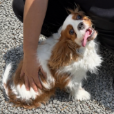 キャバリア