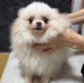 ポメラニアン