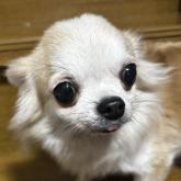 チワワ(ロング)