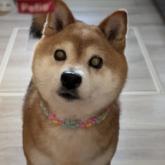 柴犬