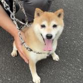 柴犬