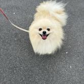 ポメラニアン