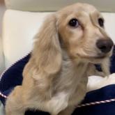 ミニチュアダックスフンド(ロング)