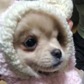 チワワ(ロング)