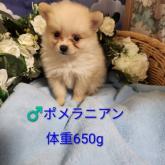 ポメラニアン