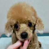 トイプードル