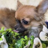 チワワ(ロング)