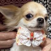 チワワ(ロング)