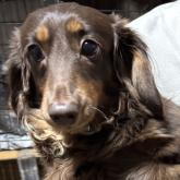 ミニチュアダックスフンド(ロング)