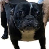 フレンチブルドッグ