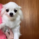 チワワ(ロング)