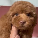 トイプードル