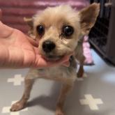 ヨークシャーテリア