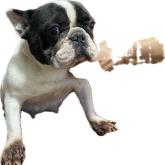 フレンチブルドッグ