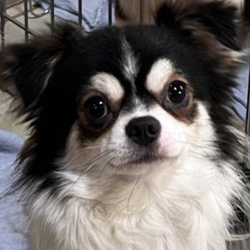 犬 × 三重県 × チワワ(ロング)の里親募集一覧｜ハグー -みんなのペット