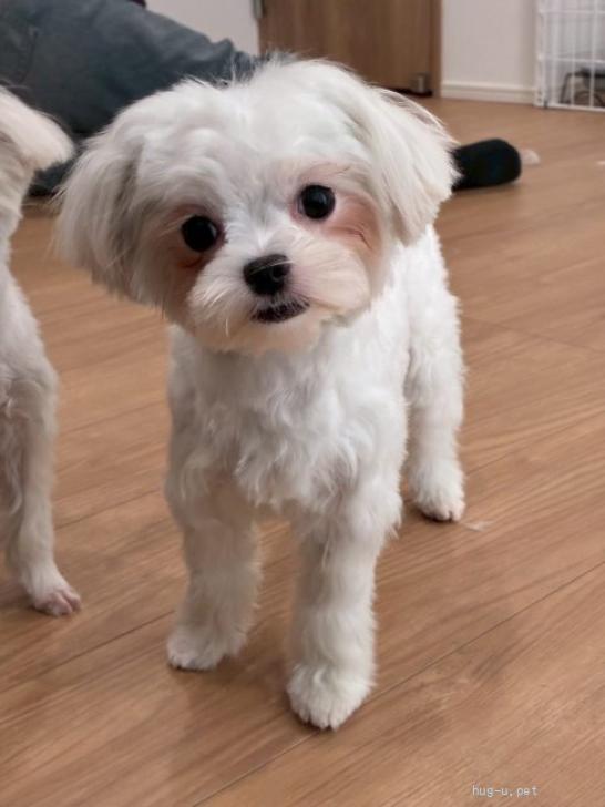 犬の里親募集】愛知県・雑種・綿のようなふわふわ可愛いコットンちゃん