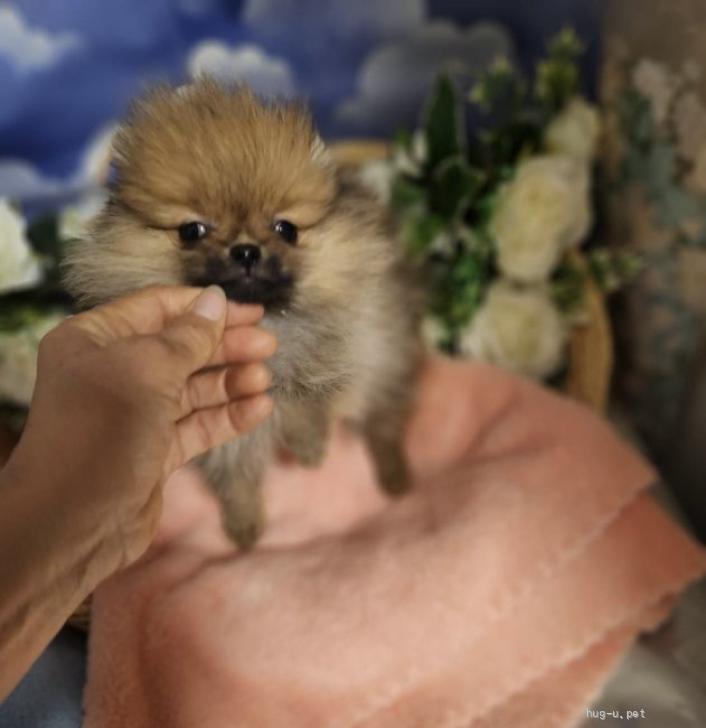 犬の里親募集】岐阜県・ポメラニアン・甘え方小さな小さなララちゃん