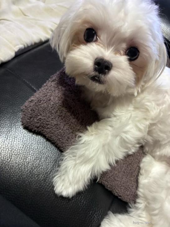 犬の里親募集】愛知県・雑種・綿のようなふわふわ可愛いコットンちゃん