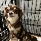 チワワ(ロング)