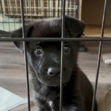 犬 × 千葉県 × 雑種の里親募集一覧｜ハグー -みんなのペット里親情報