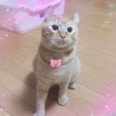 雑種