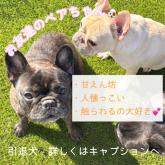 フレンチブルドッグ