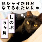 雑種