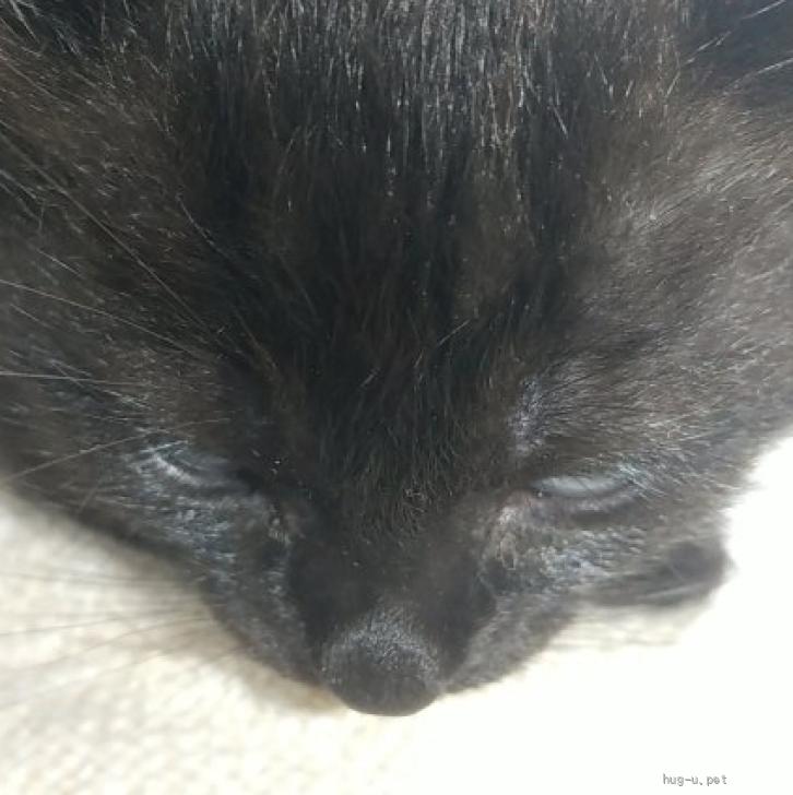 猫の里親募集】奈良県・雑種・黒髪艶々小顔小猫（ID:2405-01527  