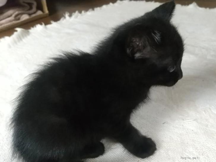 猫の里親募集】奈良県・雑種・黒髪艶々小顔小猫（ID:2405-01527  
