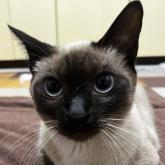 雑種