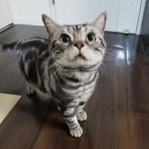 アメリカンショートヘア