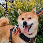 柴犬