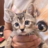 雑種