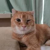 スコティッシュフォールド