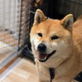 柴犬