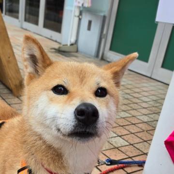 犬の里親募集】埼玉県・ミニチュアシュナウザー・そろそろママを卒業