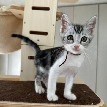 猫 × サバ白の里親募集一覧(13ページ目)｜ハグー -みんなのペット里親情報