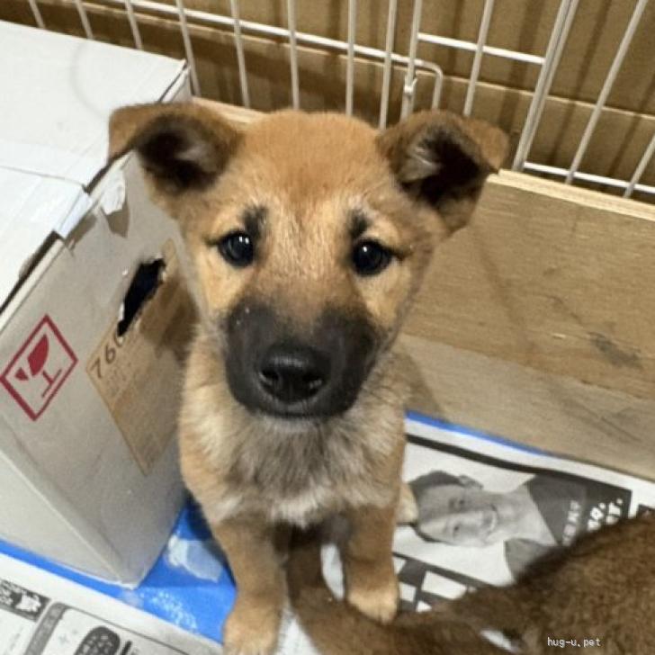 犬の里親募集】埼玉県・雑種・ミックス犬 2.5ヶ月位（ID:2505-00192