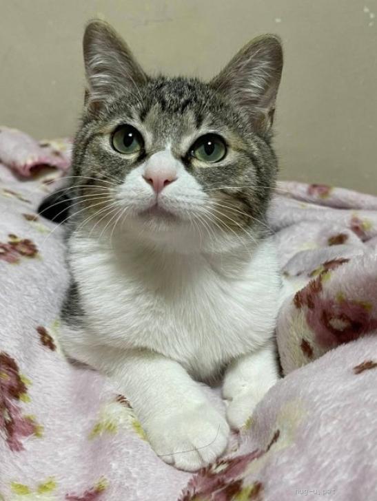 猫の里親募集】埼玉県・雑種・3/2荒川区荒川公園譲渡会 銀丸君（ID