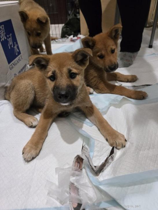 犬の里親募集】埼玉県・雑種・ミックス犬 2.5ヶ月位（ID:2505-00192